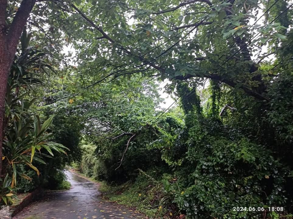 雙榮路279巷路樹修剪完成